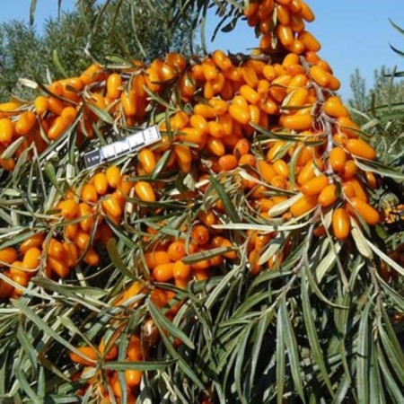 Sea buckthorn "Augustine", tube, 1 pc, spring 2024