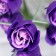 Soap roses, three -color, set of 3 pcs.