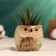 Pot "Owl Ava" 6x6x6.5cm, mix