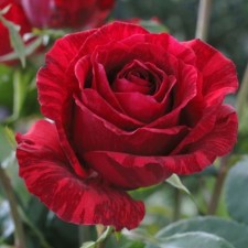 Rose tea-hybrid Red intuima, C3.5 pot, H25-45 height, 1 pc, summer 2024