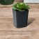 Pot for seedlings, 800 ml, d = 9 cm, h = 12.5 cm, mix, Greengo