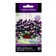 Flowers Viola Empel Kula Vayv Violet Wing, 5pcs
