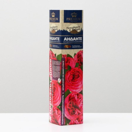 Rosa Rosa Andante Spring 2024, 1 pc.