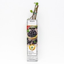 Yoshta (gooseberry x currants, yostaberry) 