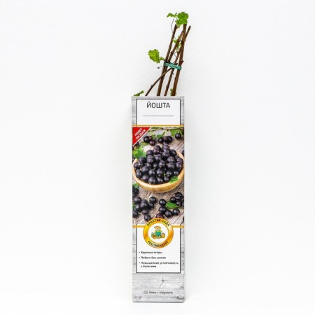 Yoshta (gooseberry x currants, yostaberry) "" 1 pc, tube, spring 2025