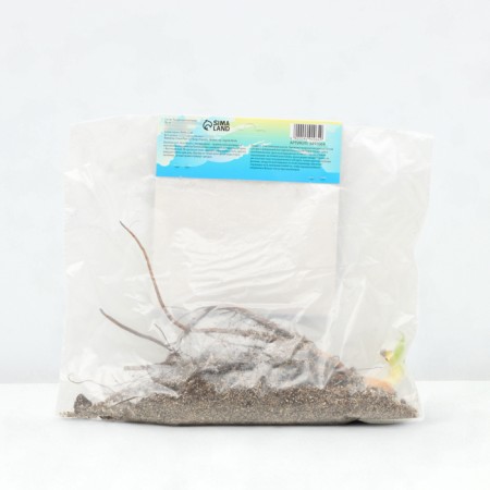 Lilenik "Bonibrae Sharky", rr I, 1 pc, spring 2024-1