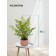 Decorative plant in a ceramic pot "Curly Paporotnik", 12 × 12 × 48 cm