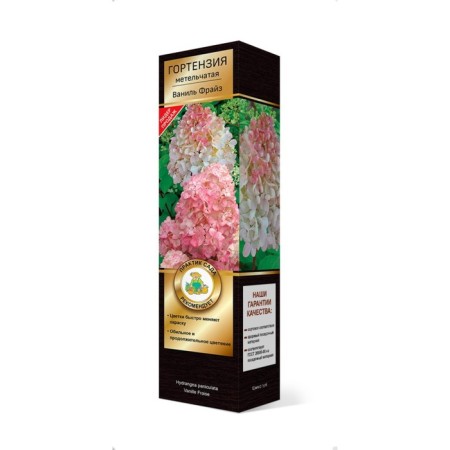Hydrangea blizzard suite "Vanil Freiz" 1 pc, tube, spring 2025-2
