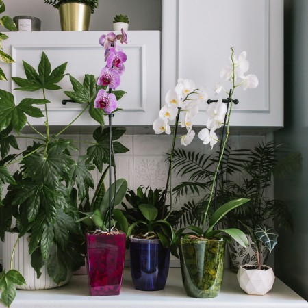 Pot for orchids, 2 l, 14.8 × 16.2 cm round, plastic, transparent purple-4