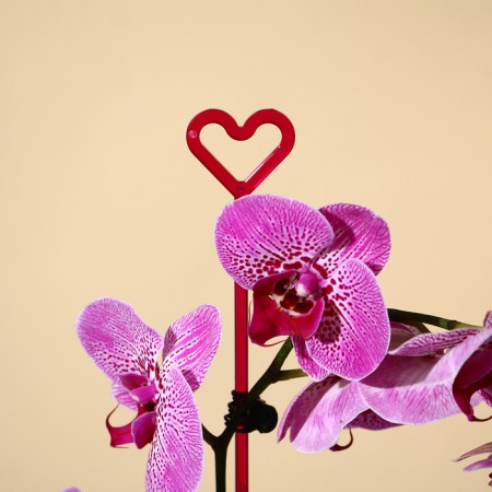 Support for orchids, h = 44 cm, plastic, raspberry, mix-3