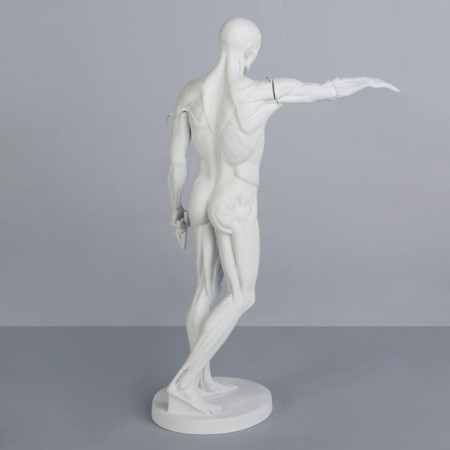 Gypsum figure is anatomical: Gudon, 73.5 cm-3