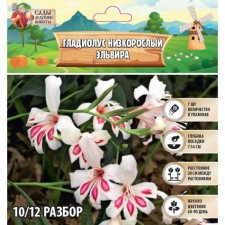 Гладиолус Низкорослый "Эльвира", р-р 10/12, 7 шт, Весна 2024