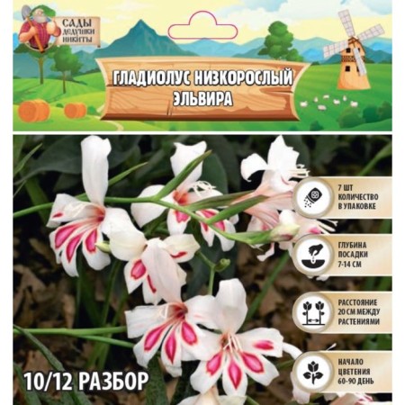 Gladiolus stunted Elvira, District 10/12, 7 pcs, spring 2024