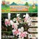 Gladiolus stunted Elvira, District 10/12, 7 pcs, spring 2024