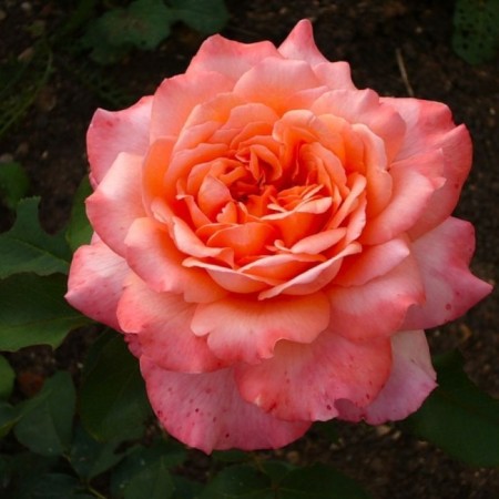 Seedling rose Albrecht Durer, tea-hybrid tea, pot 2 l., Summer 2024