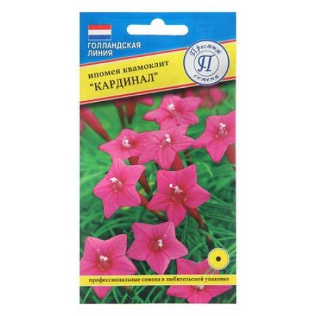 Flowers of the Ipomey "Cardinal", 10 pcs
