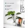 Decorative plant in the cement pot of Monster, 15 × 15 × 89 cm