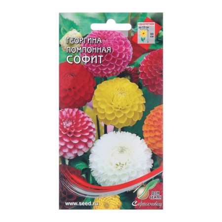 Flowers of Georgin Pomopone "Sofit", 15 pcs