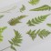 Stickers Plastic "Tropical Leaves" set of 6 sheets 10x18 cm