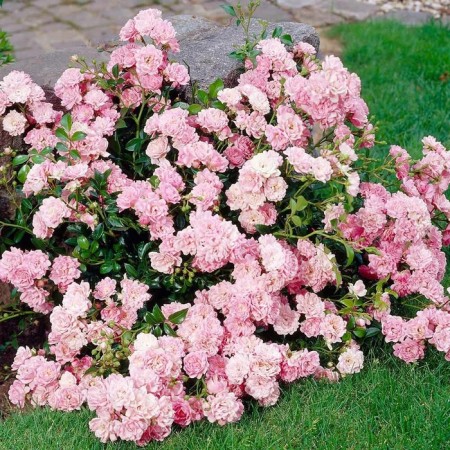 Sahenian Rosa "Feyri", tube, spring 2025