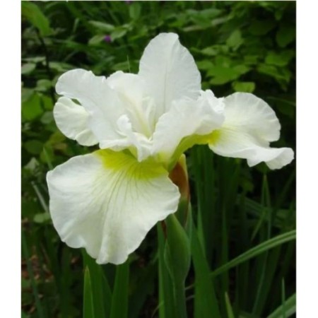 Iris Siberian Harpswell Happness, pot C2, 1 pc, summer 2024