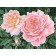 Diamond mosaic with full filling on the canvas "Roses on the Couple", 15 x 21 cm