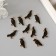 Decor for creativity metal, enamel "Black Raven" mix 2.3x1.5 cm