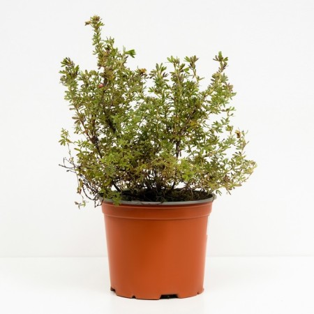 Lapceta bush Danny battle, C3 pot, H10-50 height, 1 pc, summer 2024-1