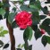 Artificial tree "with flowers" 160 cm