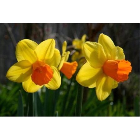 Narcisse Cyclamen Jetfire, 12/14 rr, 5 pcs, 20-25 h (cm), autumn 2024