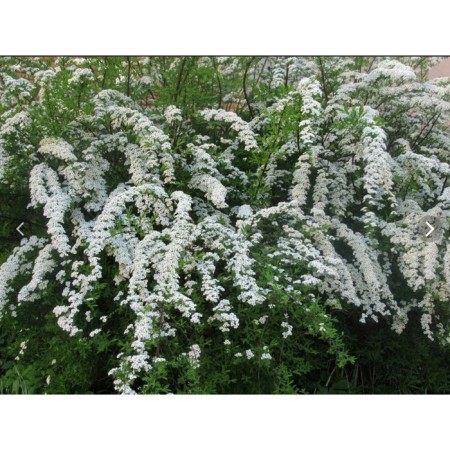Tunberg spirea seedling, P9 pot, summer 2024