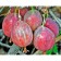 Gooseberries Kolobok, s2 pot, n20-40 height, 1 pc, summer 2024