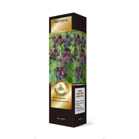 Raspberry Chernolor varieties Lux "Bristol", 1 pc, tube, spring 2025-2
