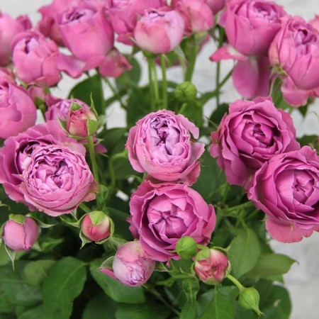 Seedling rose "Misty Babble", tube, spring 2025