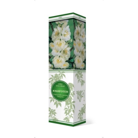 Aiva Beautiful (Henomeles) "Yukigoten", 1 pc, tube, spring 2025-2