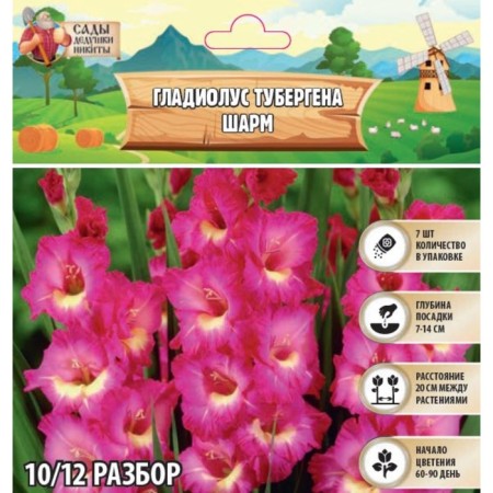 Gladiolus Tubergen "Sharm", district 10/12, 7 pcs, spring 2024