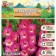 Gladiolus Tubergen "Sharm", district 10/12, 7 pcs, spring 2024