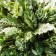 Living creeping spakler, p9 pot, H10-50 height, 1 pc, summer 2024