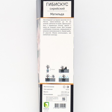 Hibiscus Syrian suite "Matilda", 1 pc, tube, spring 2025-1
