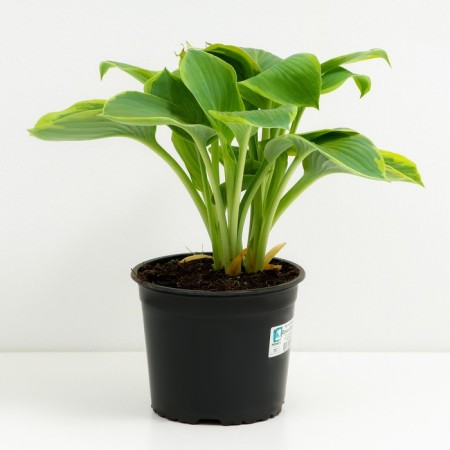 Khosta Zibold Francis Villams, C2 pot, H10-50 height, 1 pc, summer 2024-1