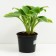 Khosta Zibold Francis Villams, C2 pot, H10-50 height, 1 pc, summer 2024