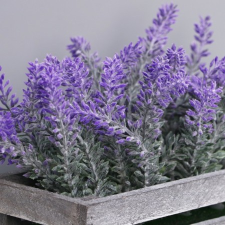 Bonsai "Lavender in the box" 8x16.5x15 cm, mix-2