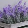 Bonsai "Lavender in the box" 8x16.5x15 cm, mix