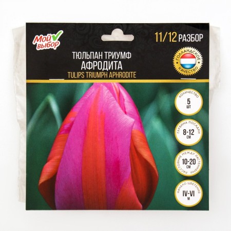 Tulip Triumph Aphrodite, river 11/12, 5 pcs, autumn 2024-2