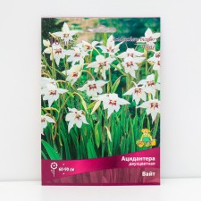 Acidanter Two-color White, 10 pcs, rr 6/8, spring 2025