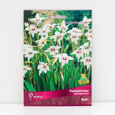 Acidanter Two-color White, 10 pcs, rr 6/8, spring 2025
