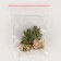 Miniature Puppet "Cactus in a pot", set 2 pcs., Size 1 pc. - 1.7 × 2.5 × 1.7 cm