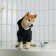 SECURITY sweatshirt for dogs (foot), size L (DS 30, Osh 38-40, OG 52-56), black