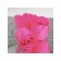 Soap roses, fuchsia, set 6 pcs.