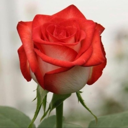 Seedling rose "Blash", tube, spring 2025